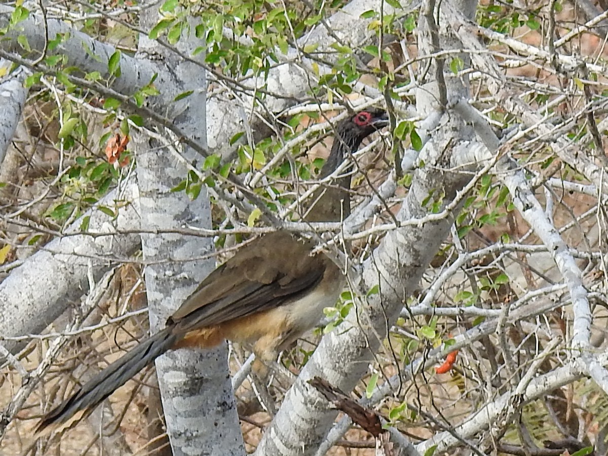 West Mexican Chachalaca - ML619834077