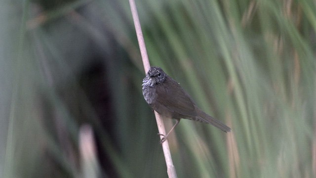West Himalayan Bush Warbler - ML619834095