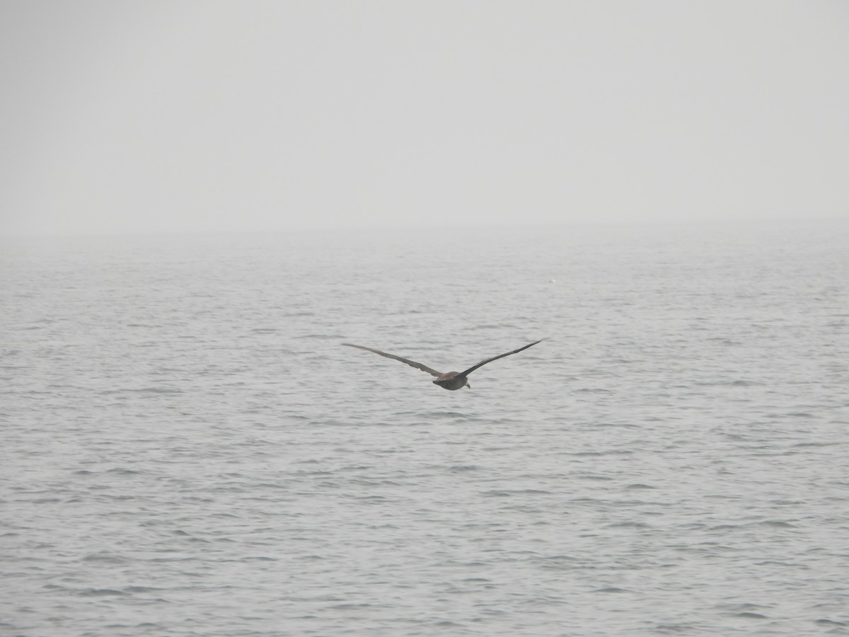 Black-footed Albatross - ML619834118
