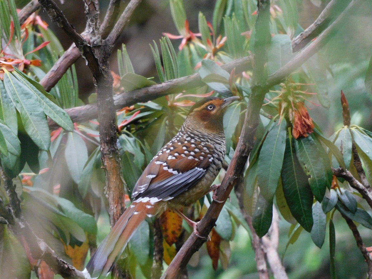 Spotted Laughingthrush - ML619834124
