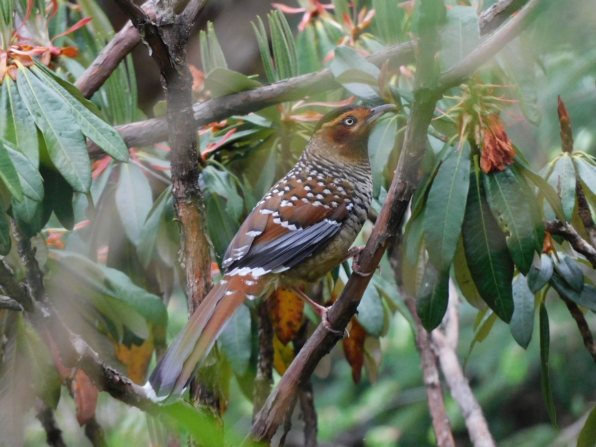 Spotted Laughingthrush - ML619834125