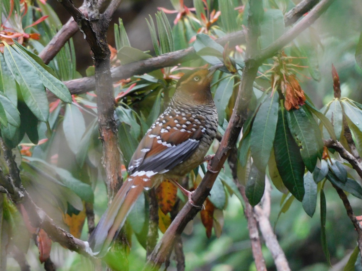 Spotted Laughingthrush - ML619834126