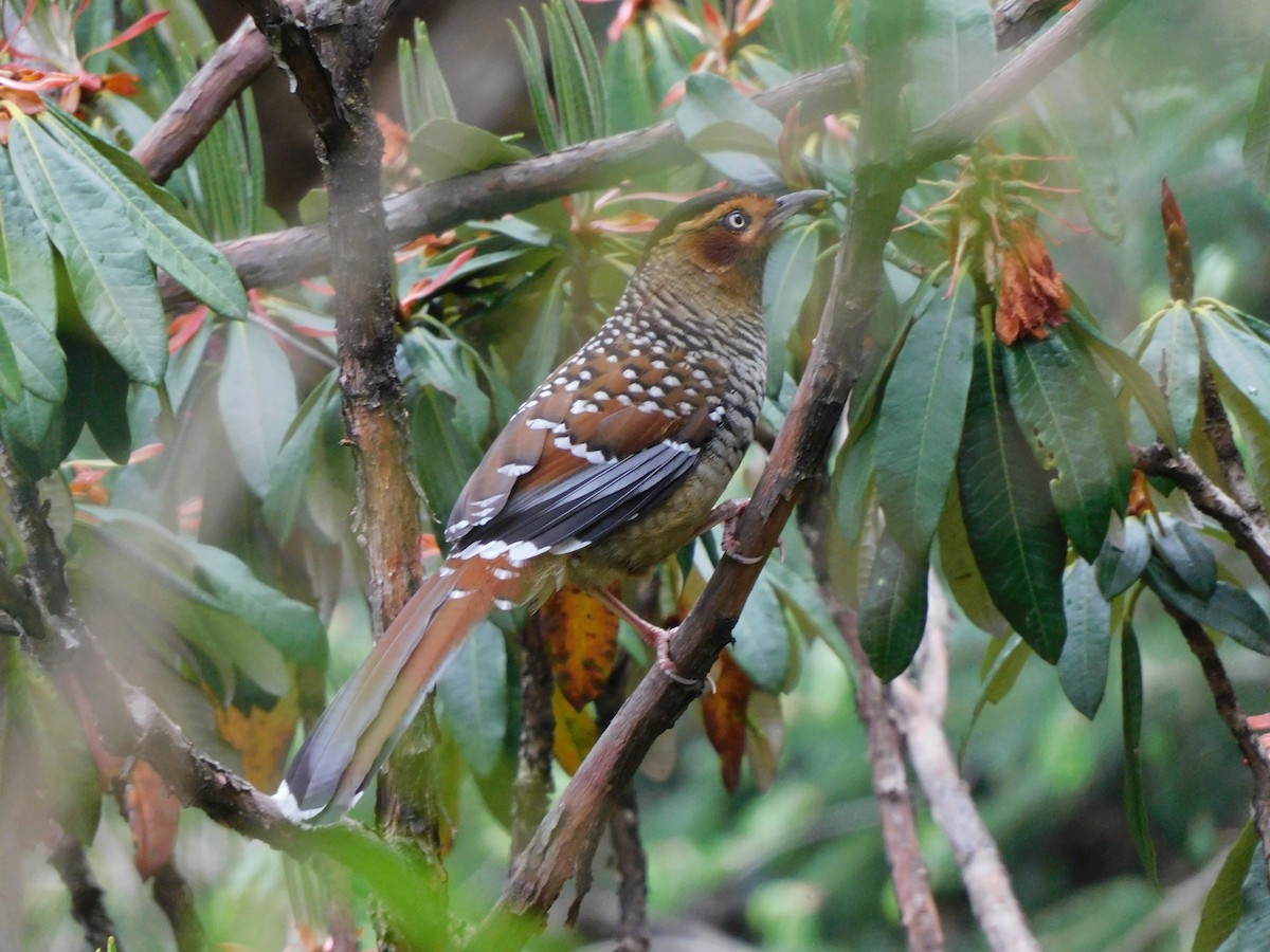 Spotted Laughingthrush - ML619834127
