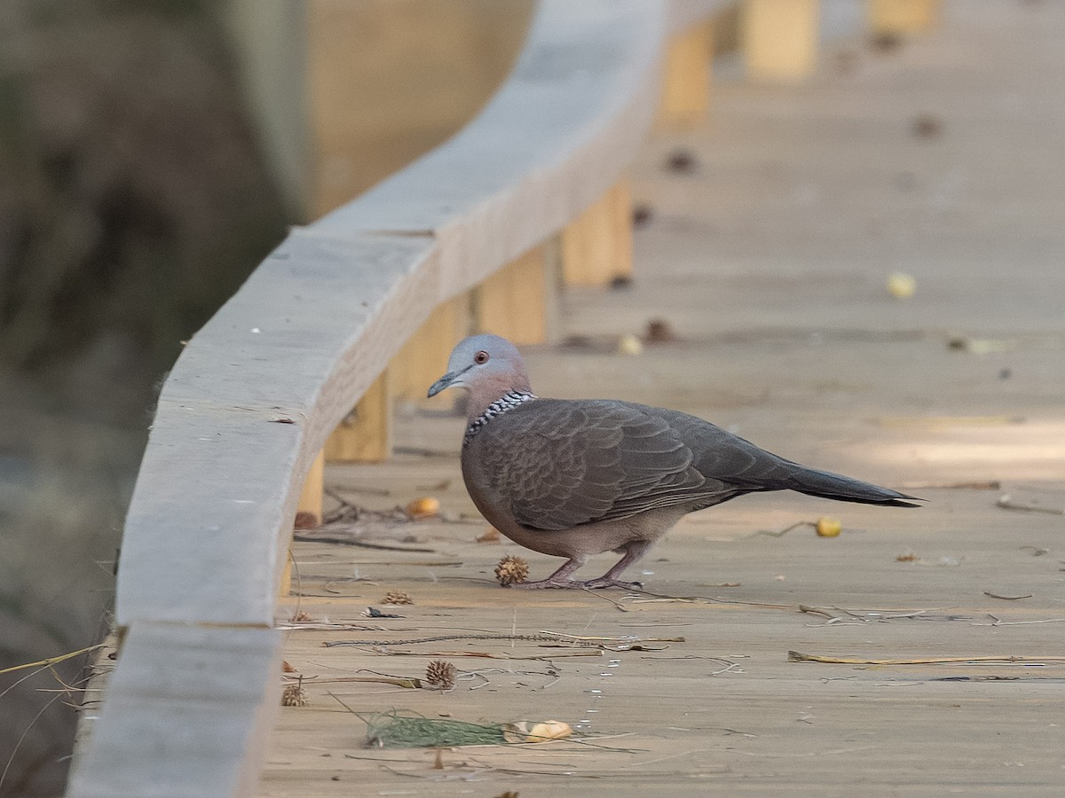Spotted Dove - ML619834142