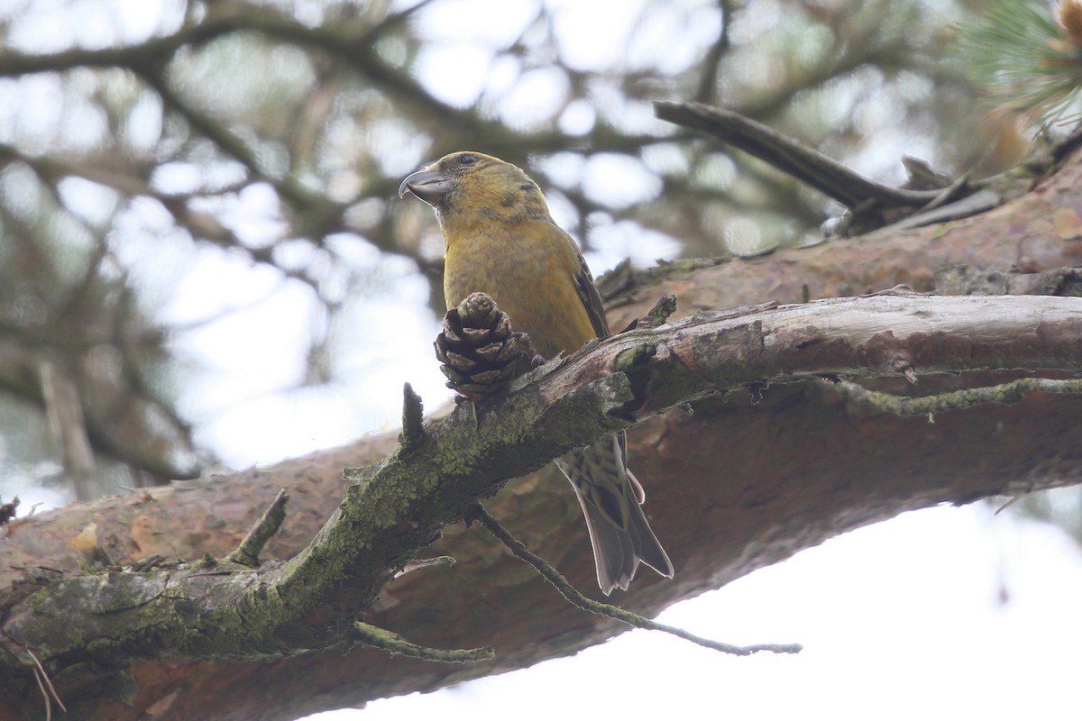 Red Crossbill - ML619834170