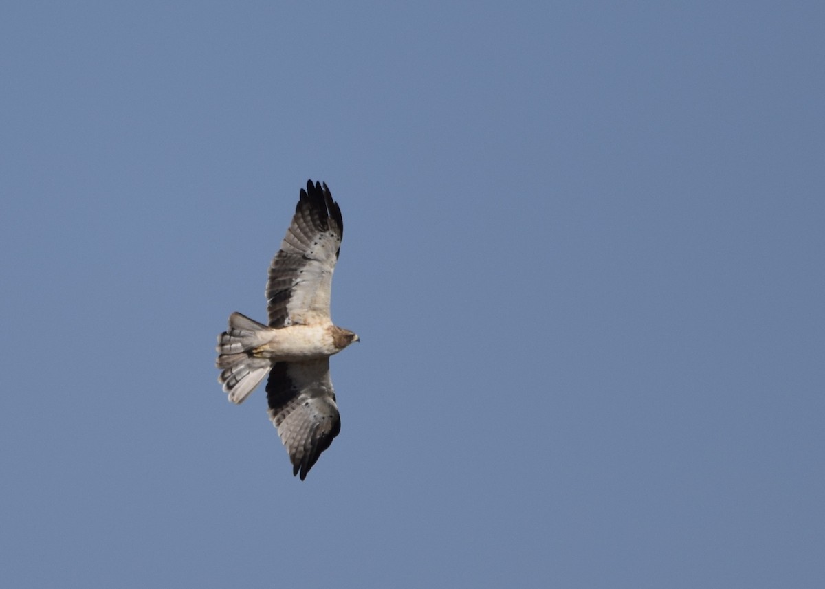 Booted Eagle - Jacob Henry