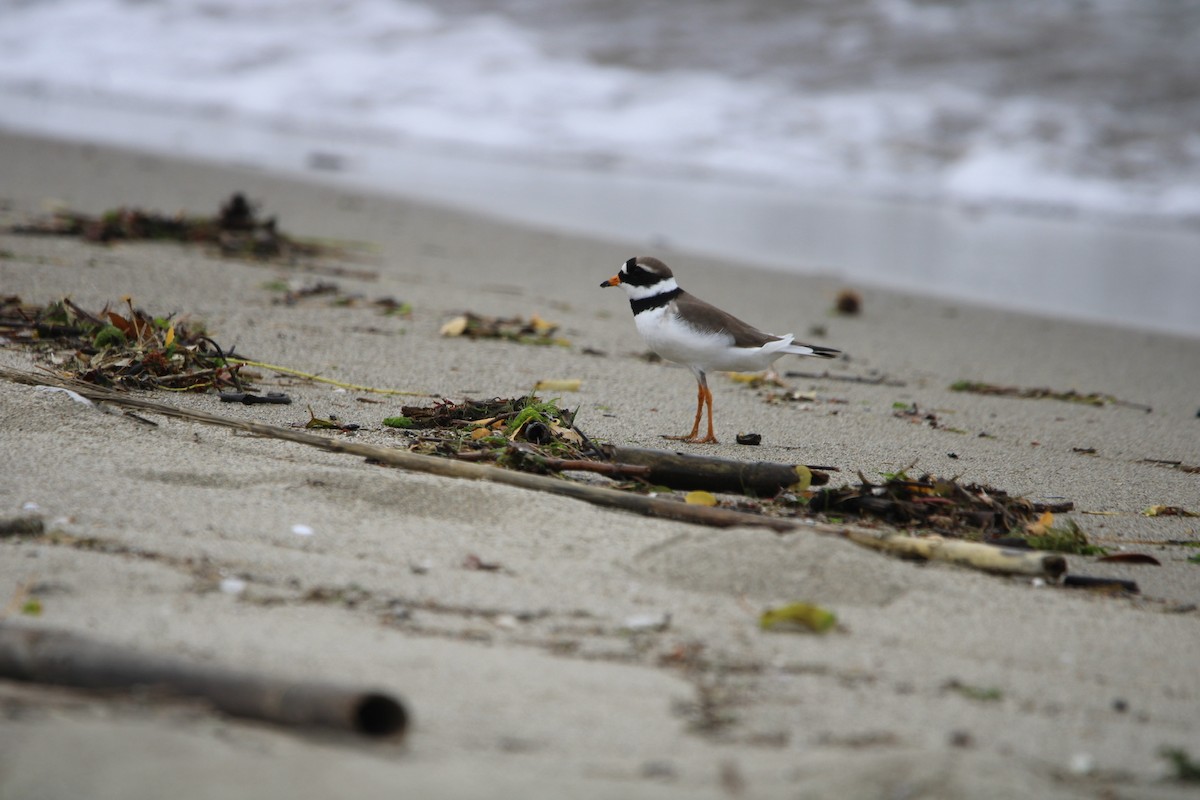Common Ringed Plover - ML619834175