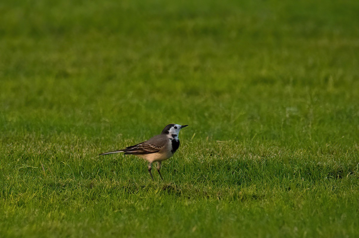 White Wagtail (White-faced) - ML619834186