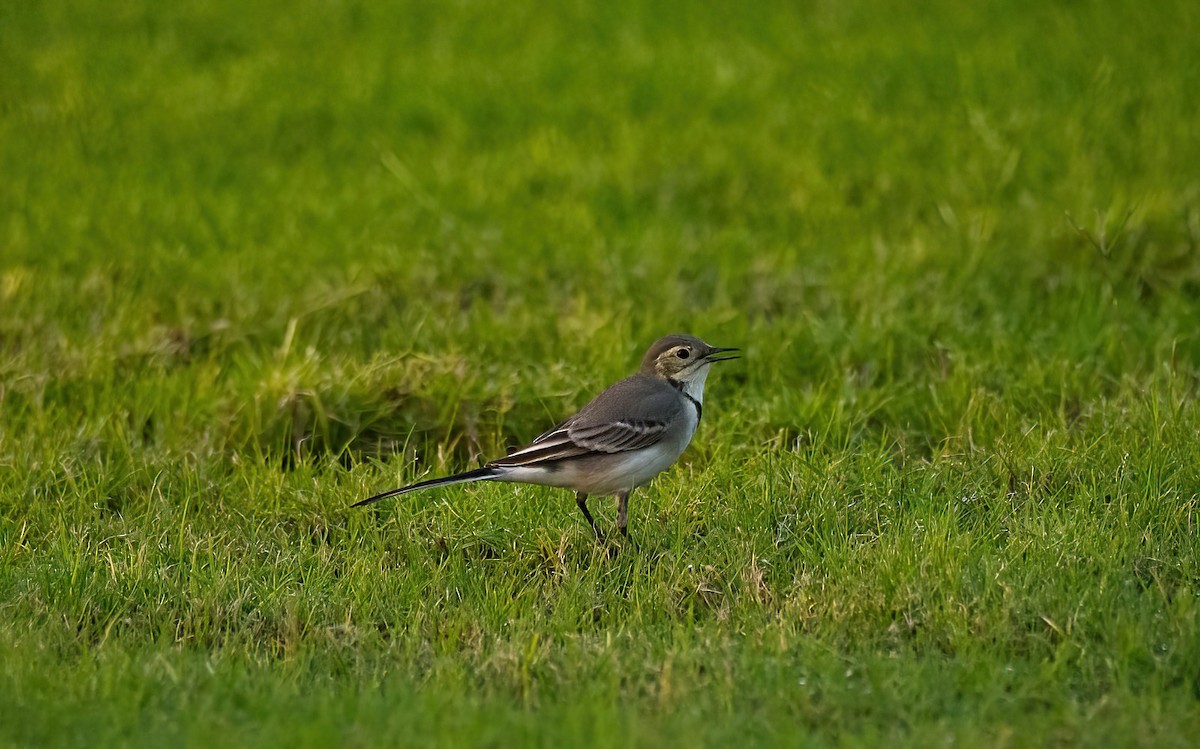White Wagtail (White-faced) - ML619834187