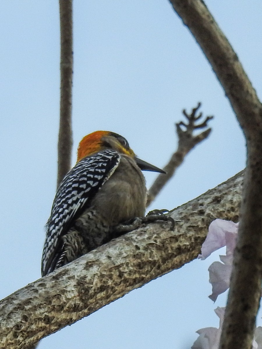 Golden-cheeked Woodpecker - ML619834220