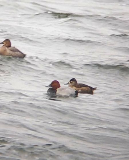 Ring-necked Duck - ML619834233