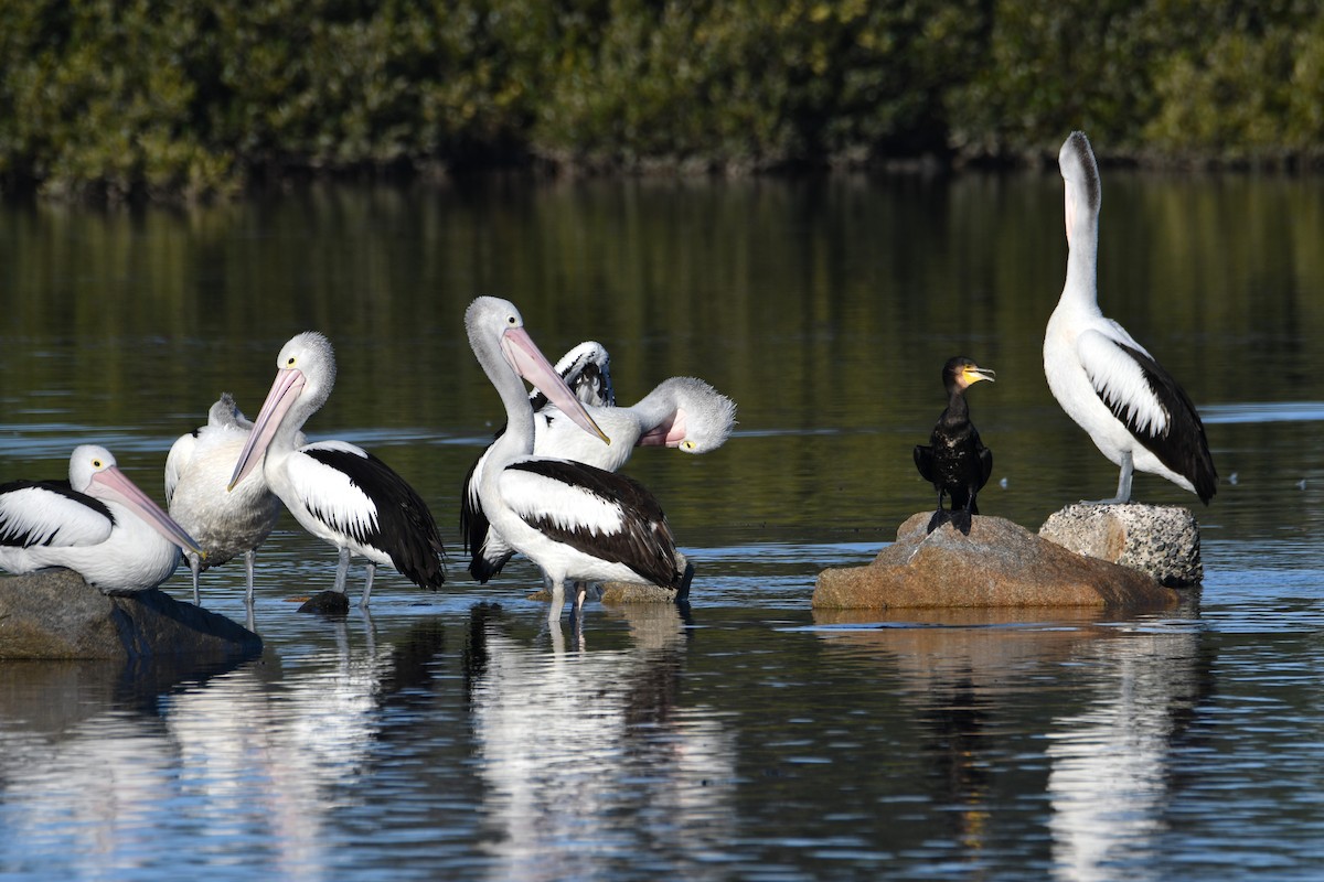 pelikán australský - ML619834272