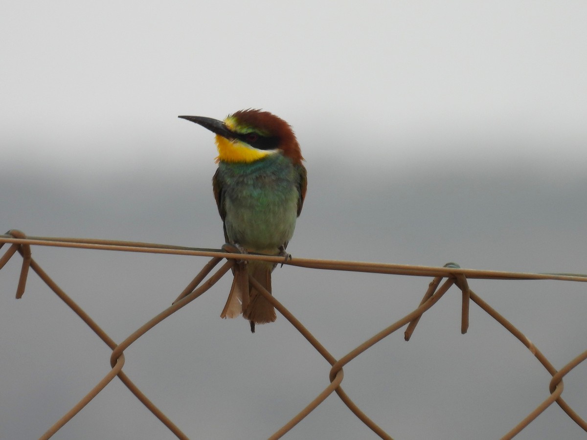 European Bee-eater - ML619834286