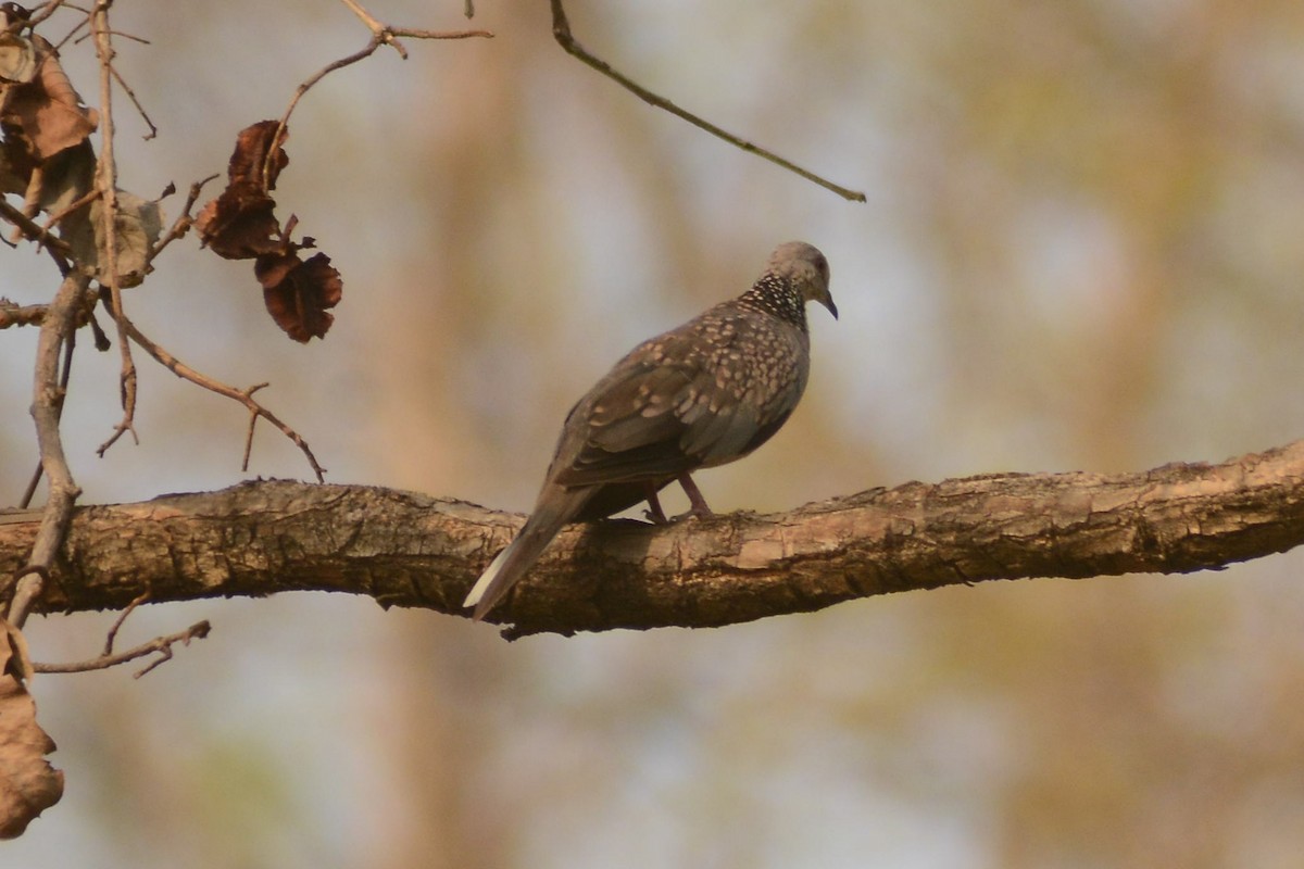 Spotted Dove - ML619834296