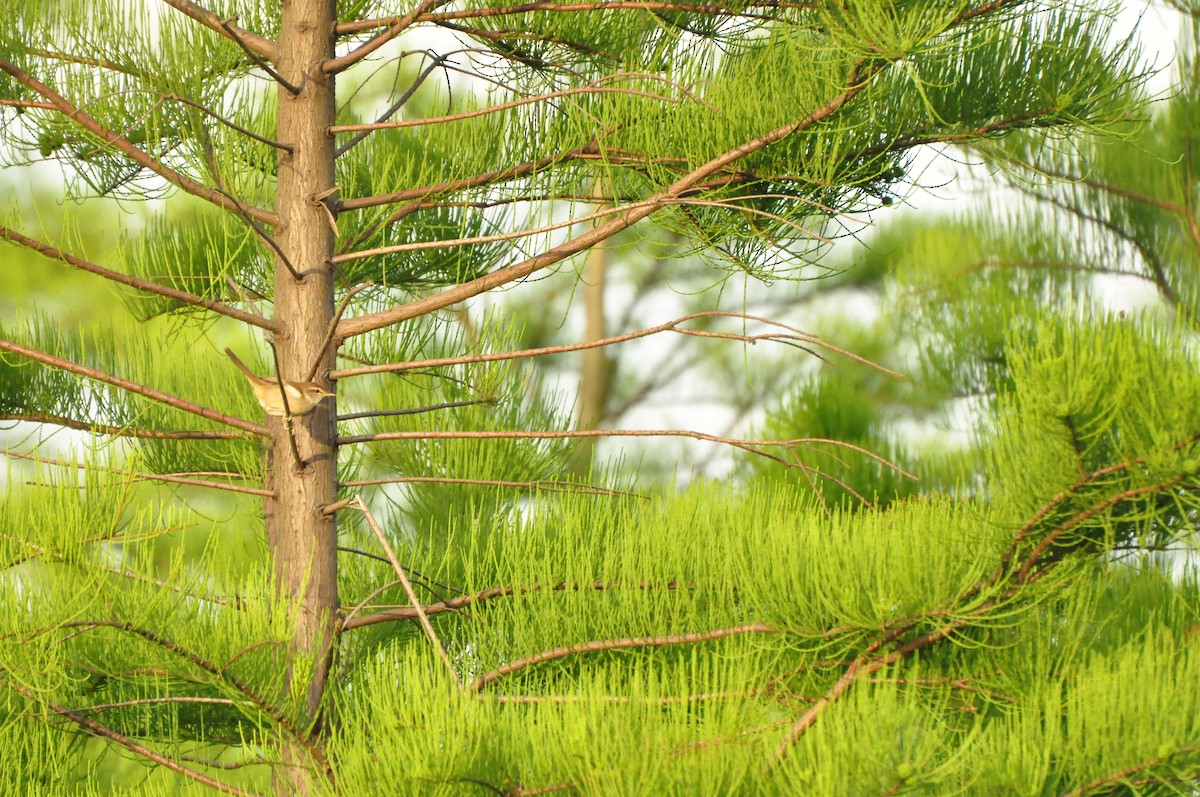 Radde's Warbler - ML619834309