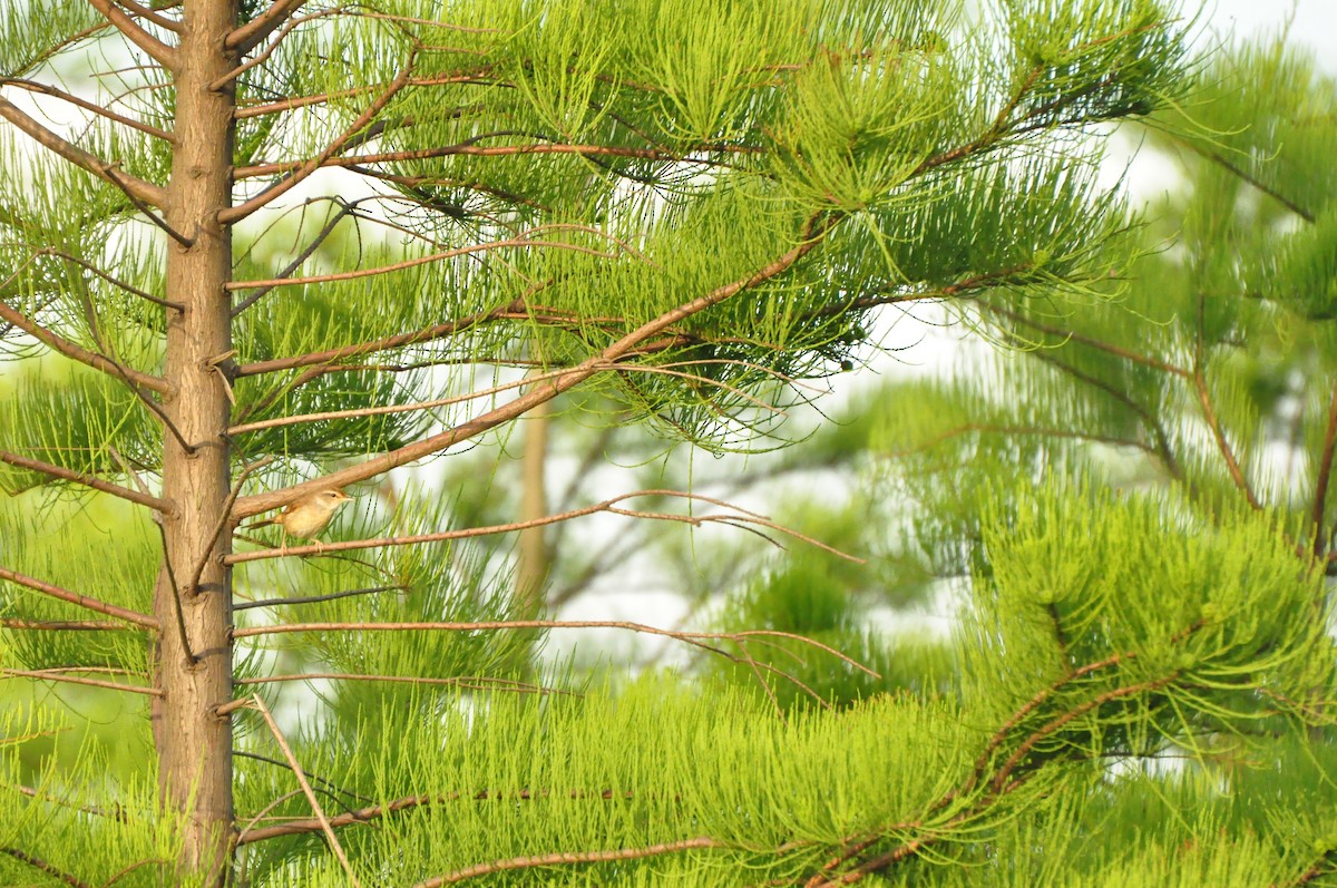 Radde's Warbler - ML619834314