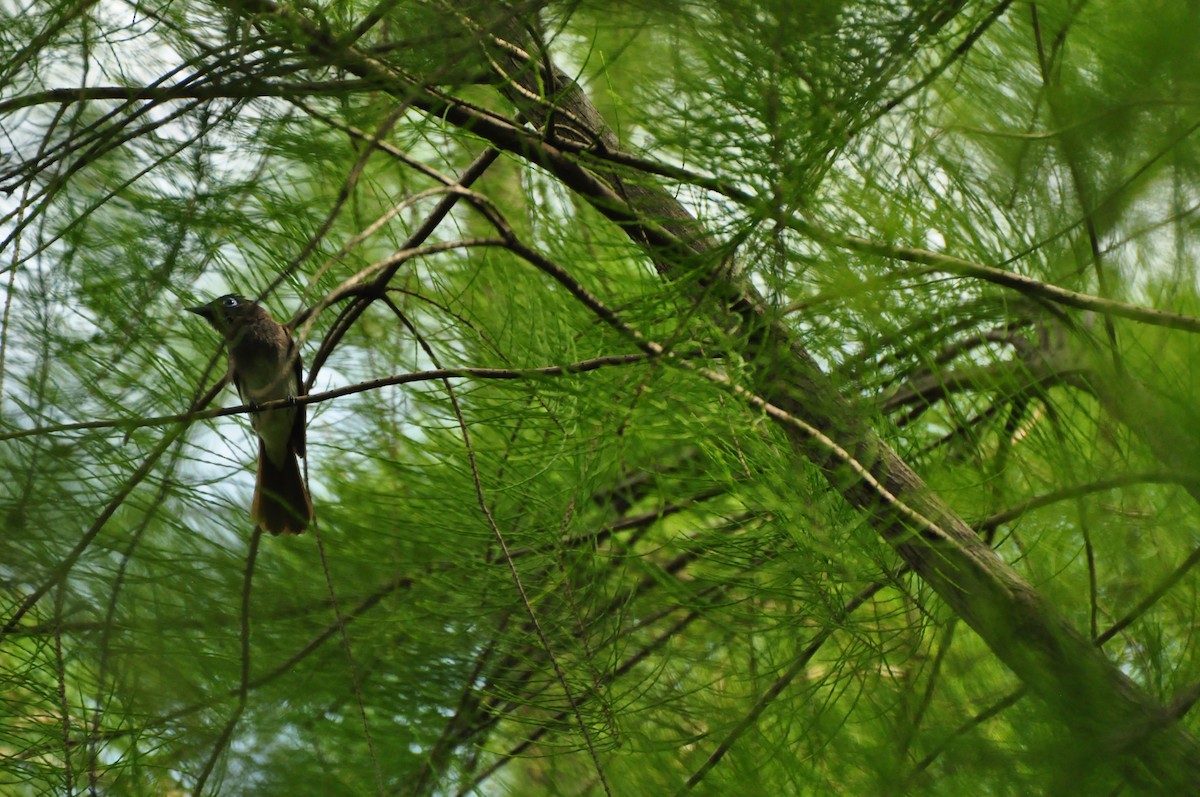 Black Paradise-Flycatcher - ML619834319