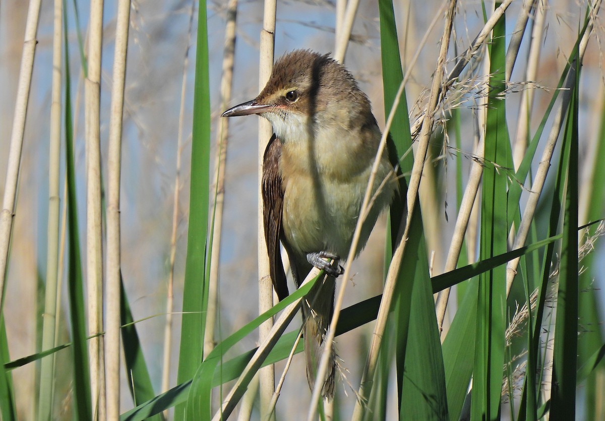 Great Reed Warbler - ML619834327