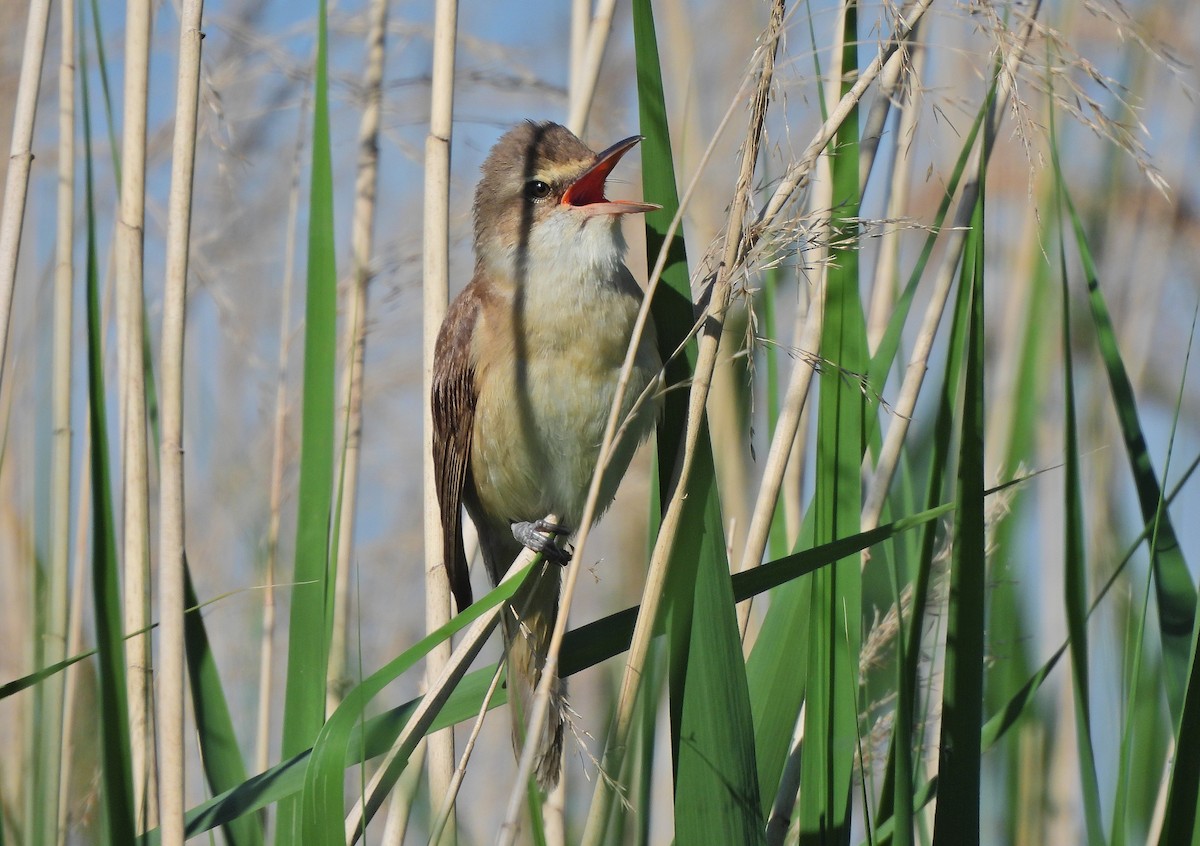 Great Reed Warbler - ML619834329