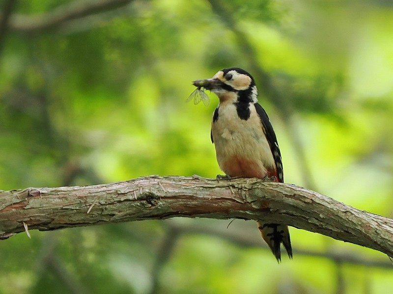 Great Spotted Woodpecker - ML619834339