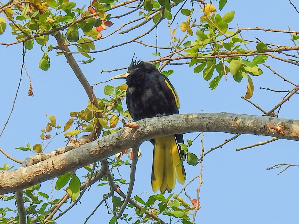 Yellow-winged Cacique - ML619834341