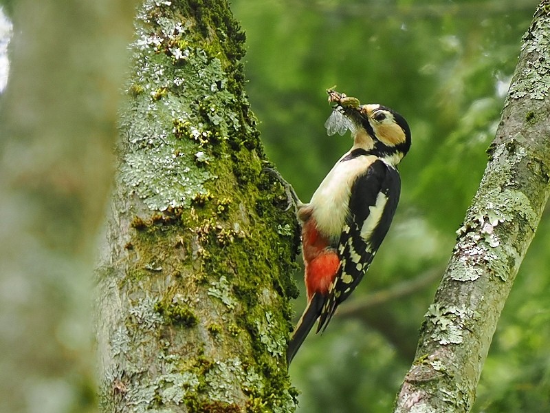 Great Spotted Woodpecker - ML619834342