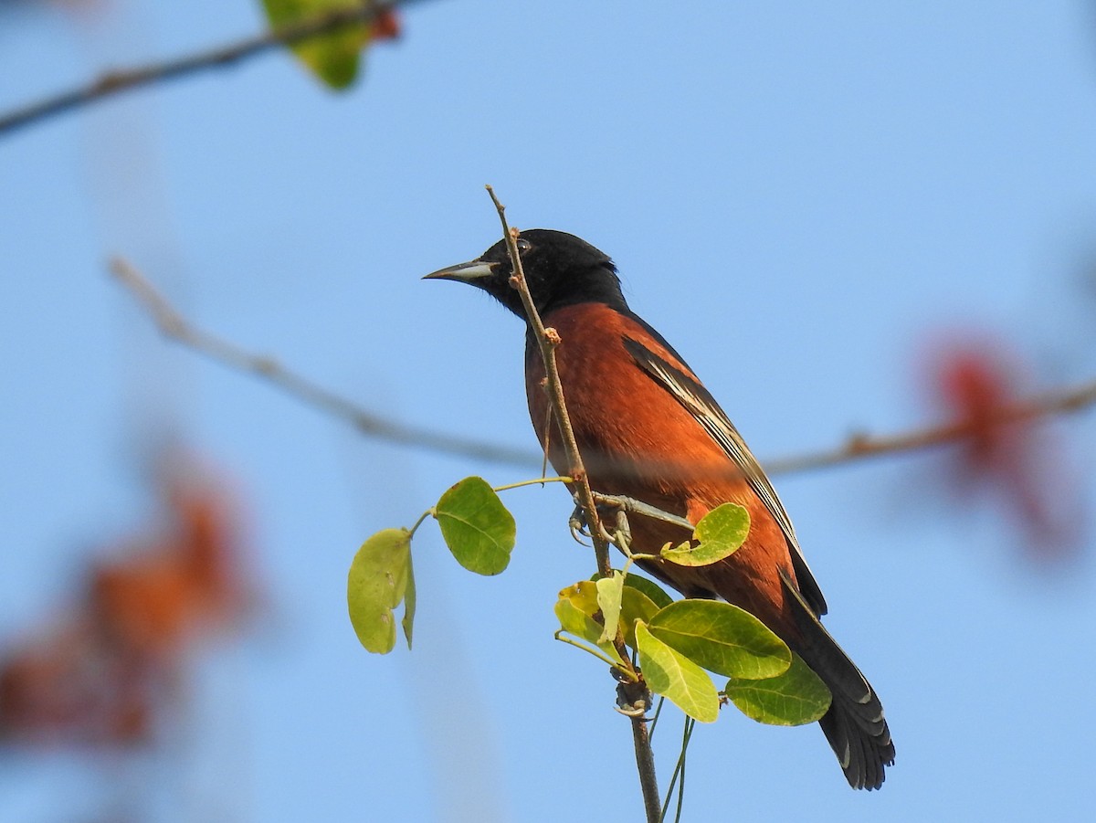 Orchard Oriole - ML619834345