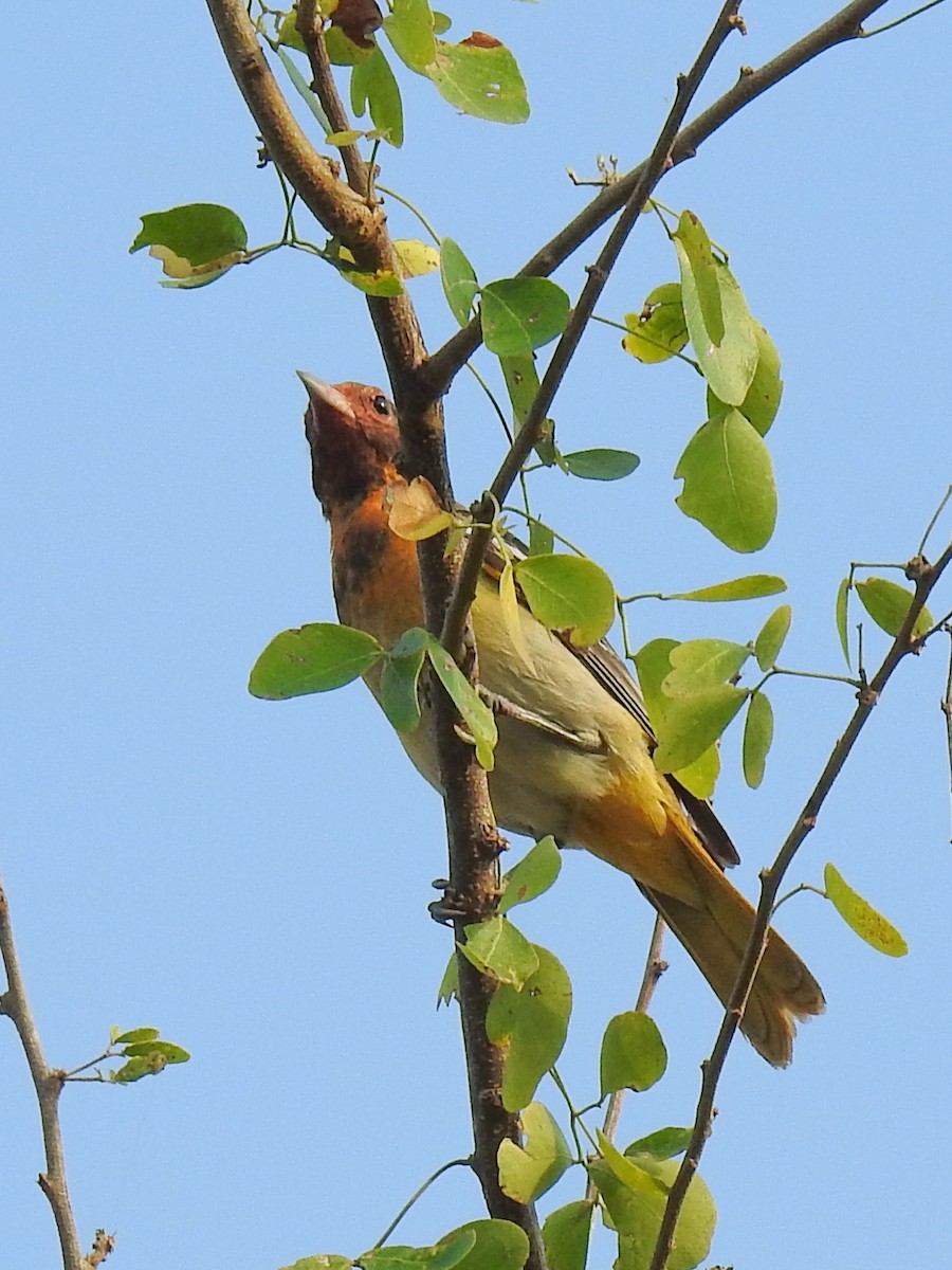 Orchard Oriole - ML619834346