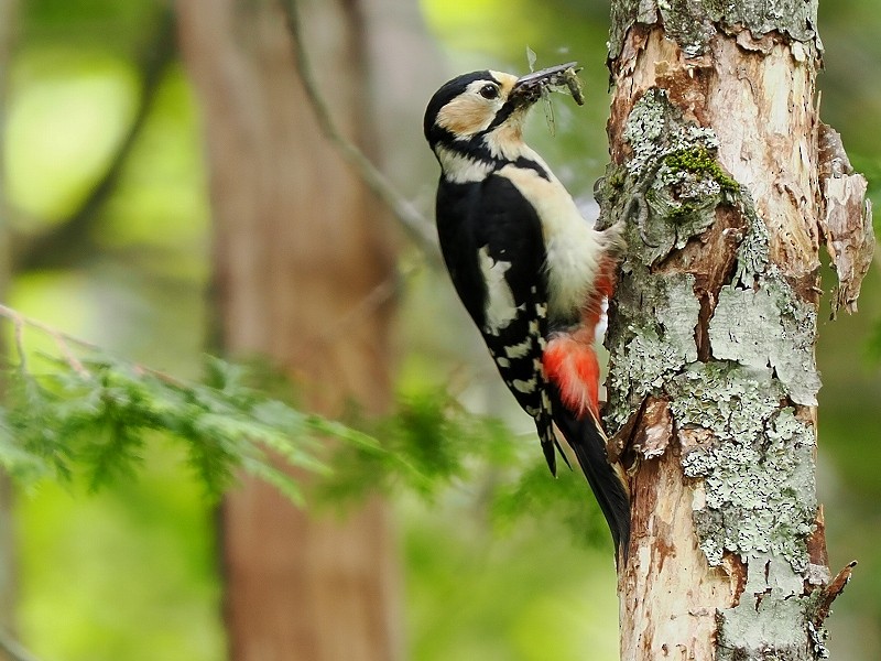 Great Spotted Woodpecker - ML619834347
