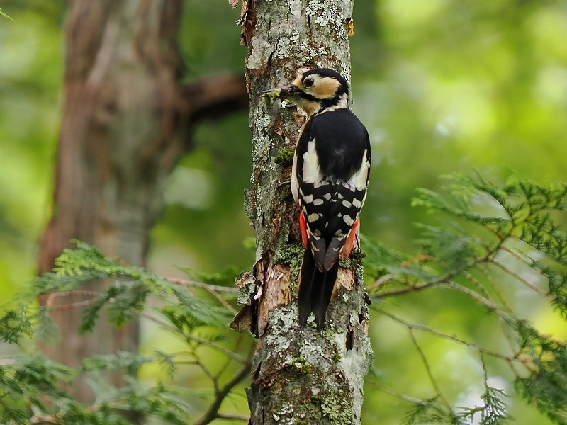 Great Spotted Woodpecker - ML619834349