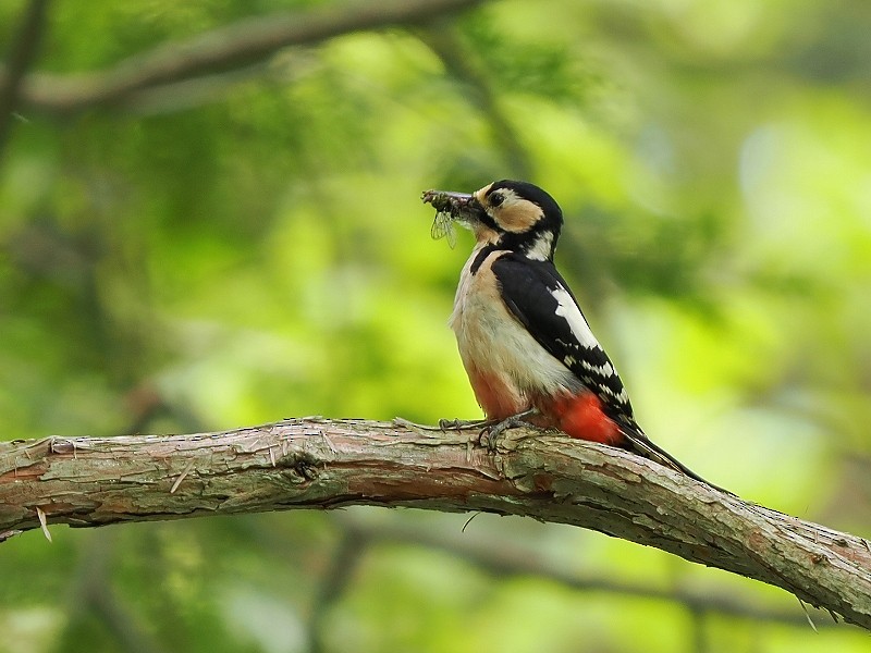 Great Spotted Woodpecker - ML619834351