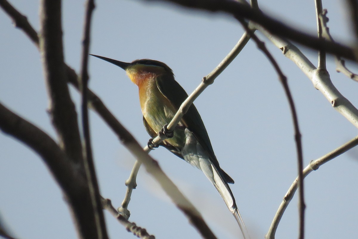 Blue-tailed Bee-eater - ML619834358