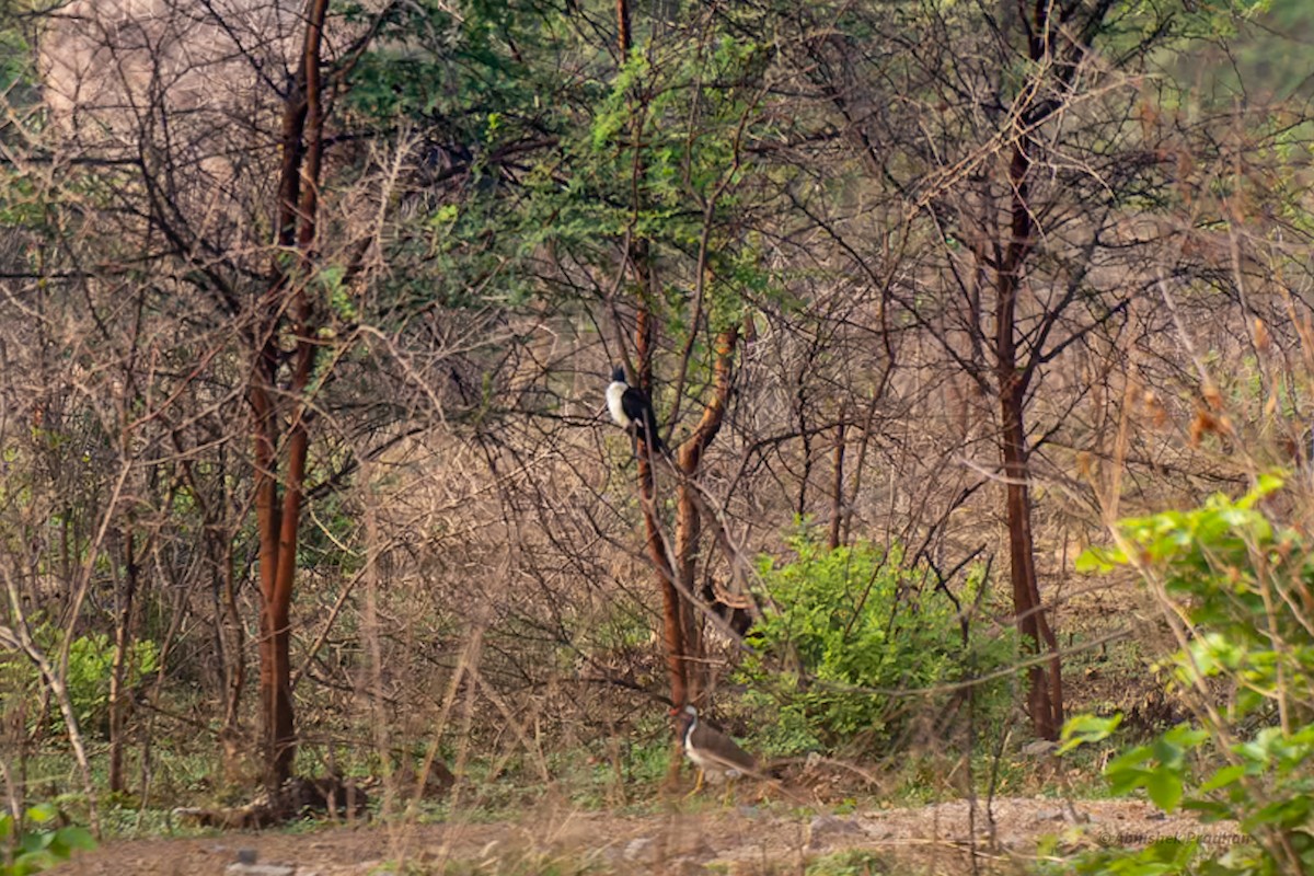 Pied Cuckoo - ML619834360