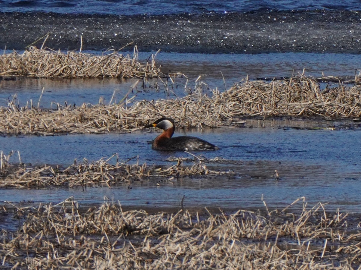 Red-necked Grebe - ML619834364