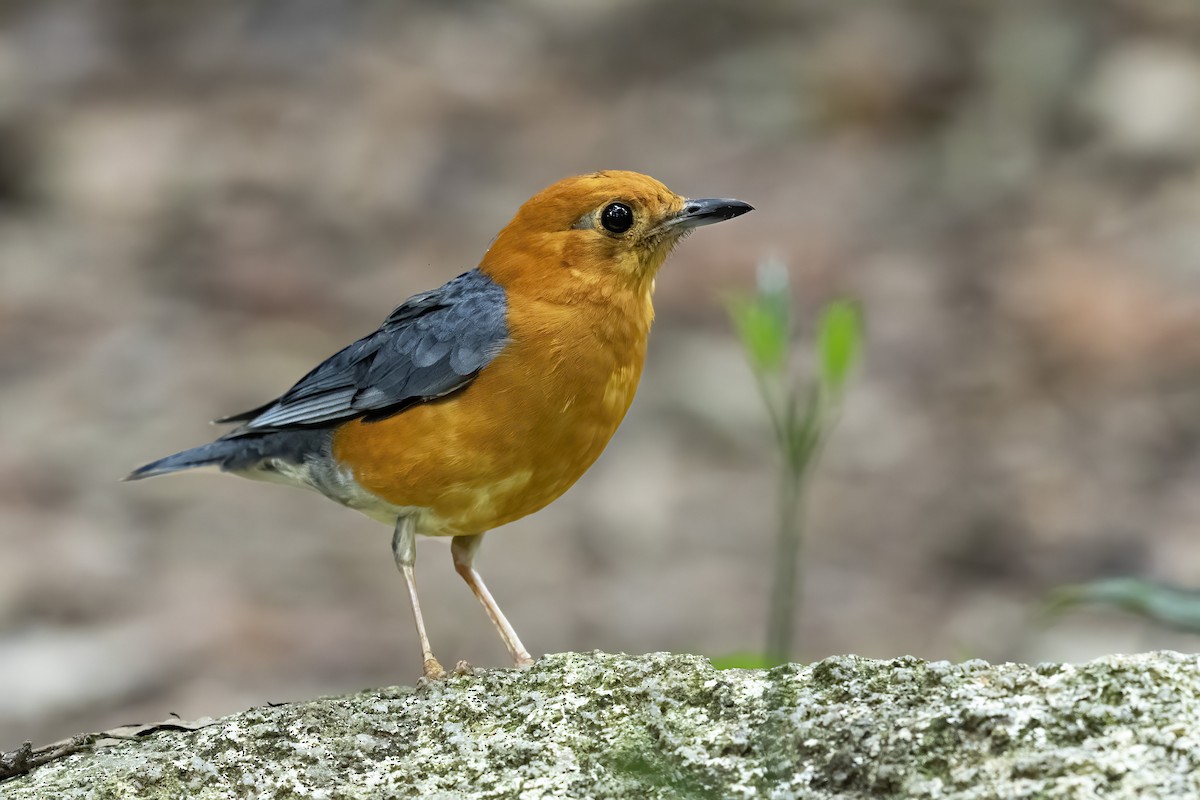 Orange-headed Thrush - ML619834368