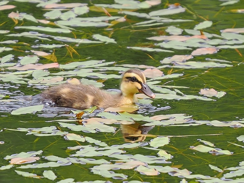 Eastern Spot-billed Duck - ML619834398