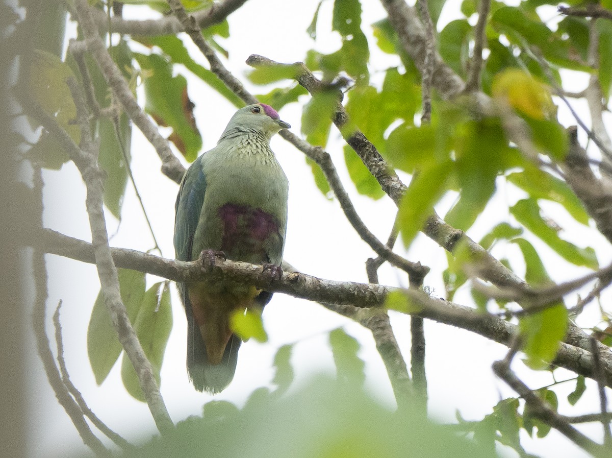 Red-bellied Fruit-Dove - ML619834403