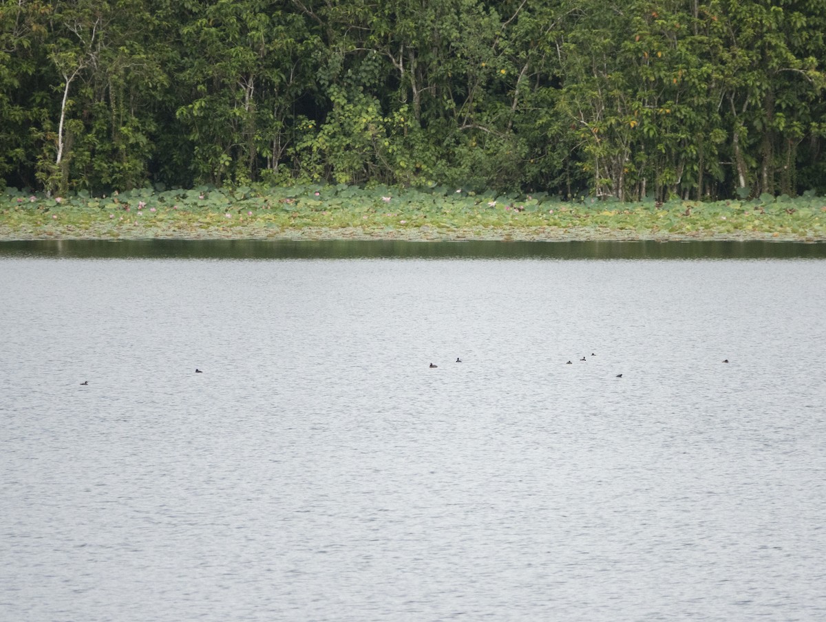 Australasian Grebe - ML619834425