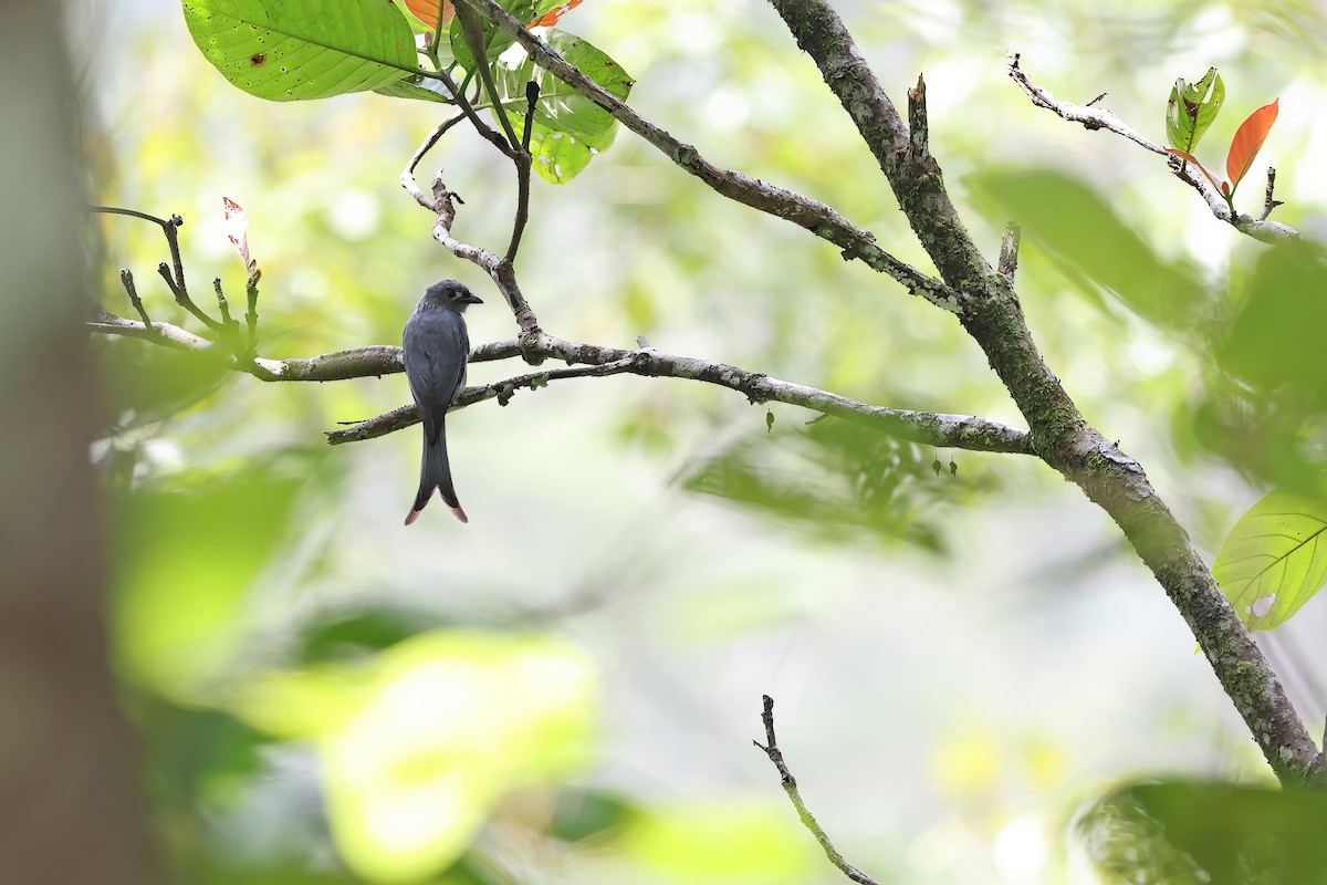 drongo kouřový - ML619834428