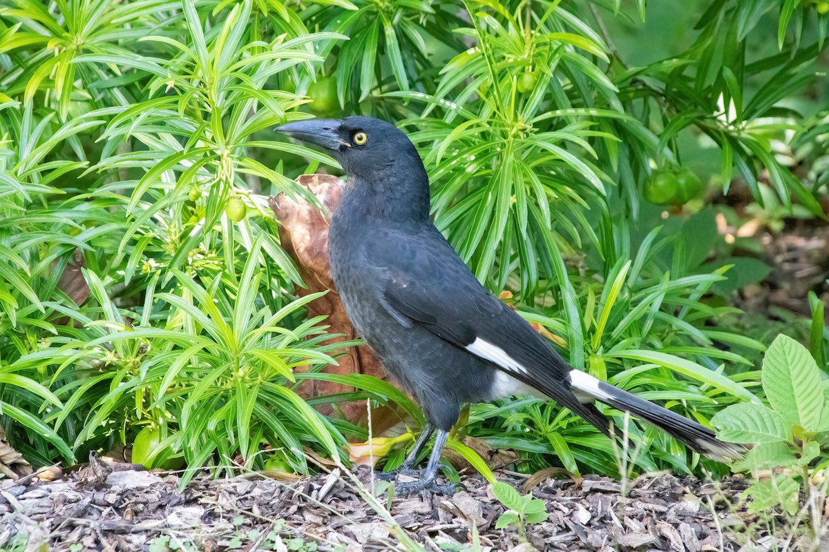 Pied Currawong - ML619834442