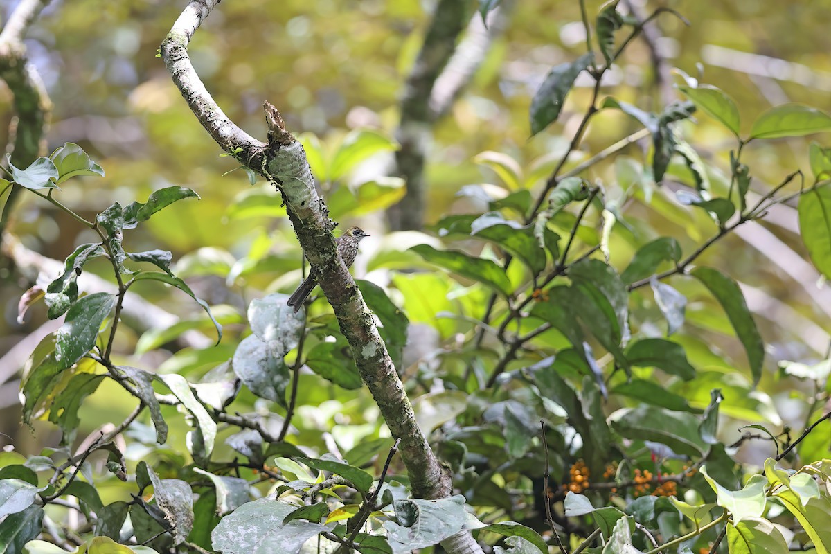 Spot-necked Bulbul - ML619834455