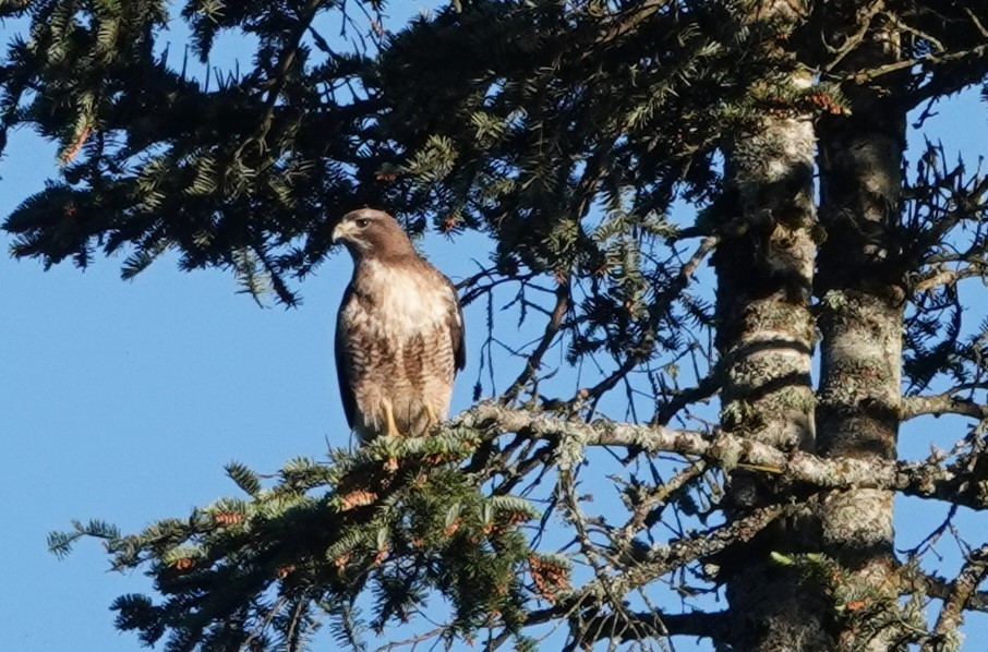 Red-tailed Hawk - ML619834483