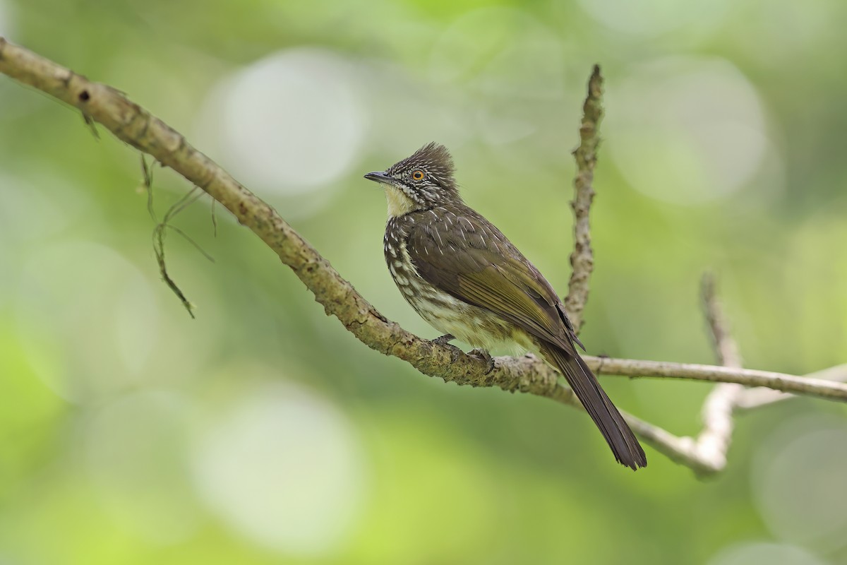 Bulbul rayé - ML619834487