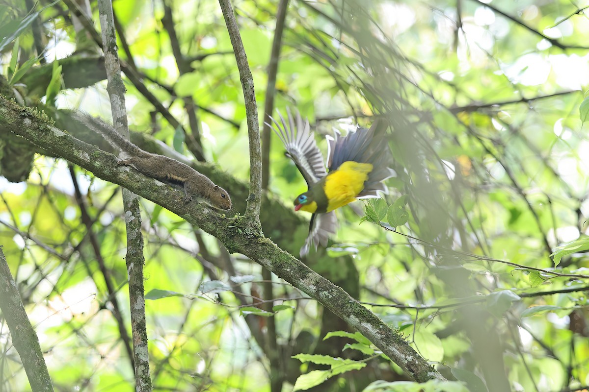 Sumatran Trogon - ML619834495