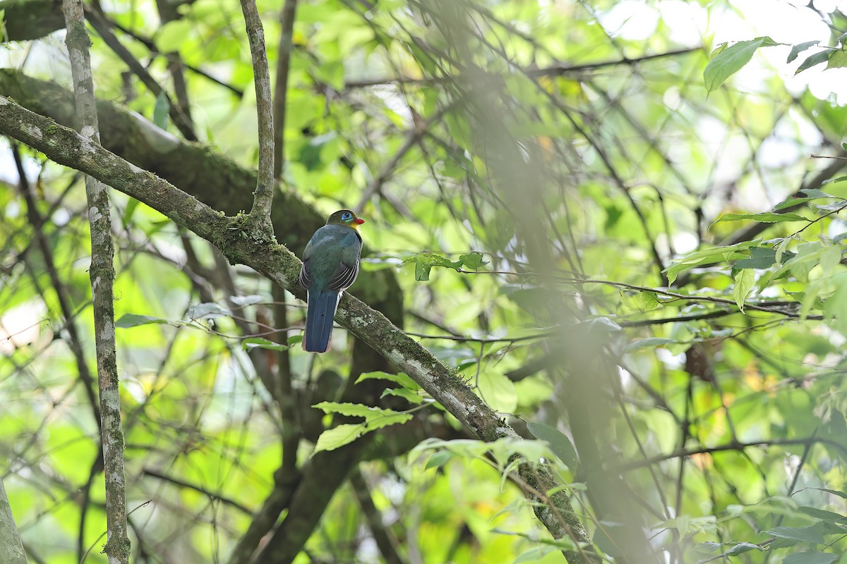 Sumatran Trogon - ML619834496