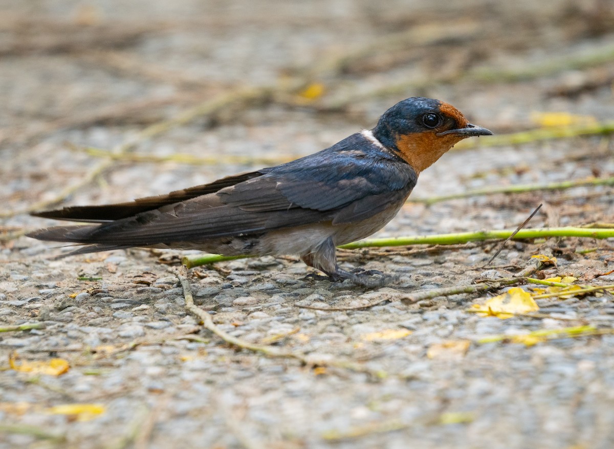 Pacific Swallow - ML619834502