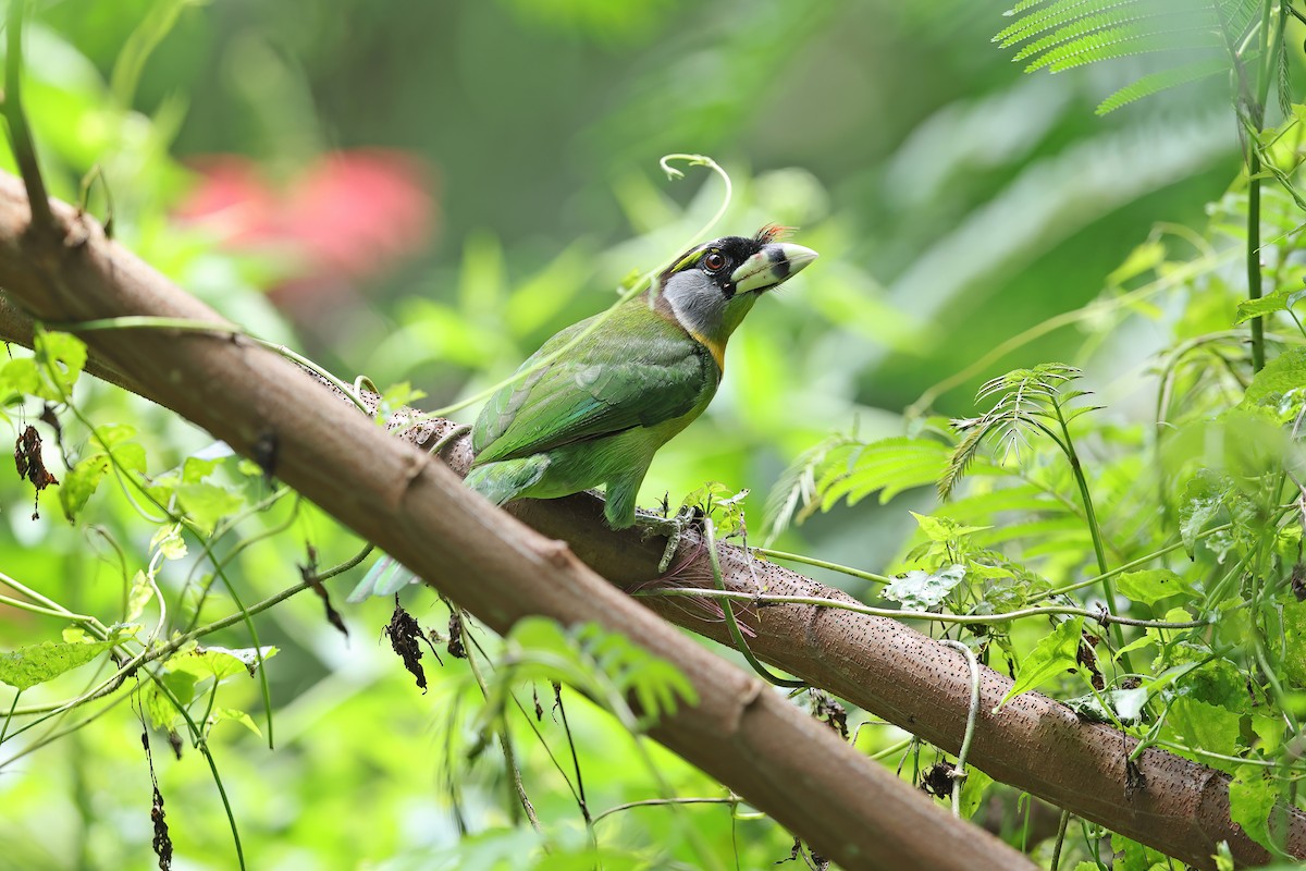 Fire-tufted Barbet - ML619834507