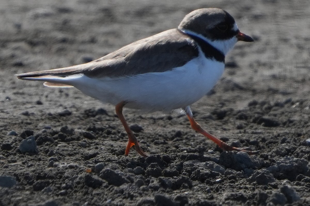 Semipalmated Plover - ML619834514