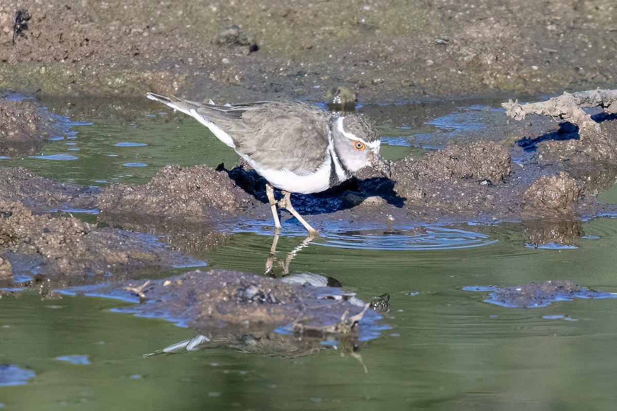 Three-banded Plover (African) - ML619834522
