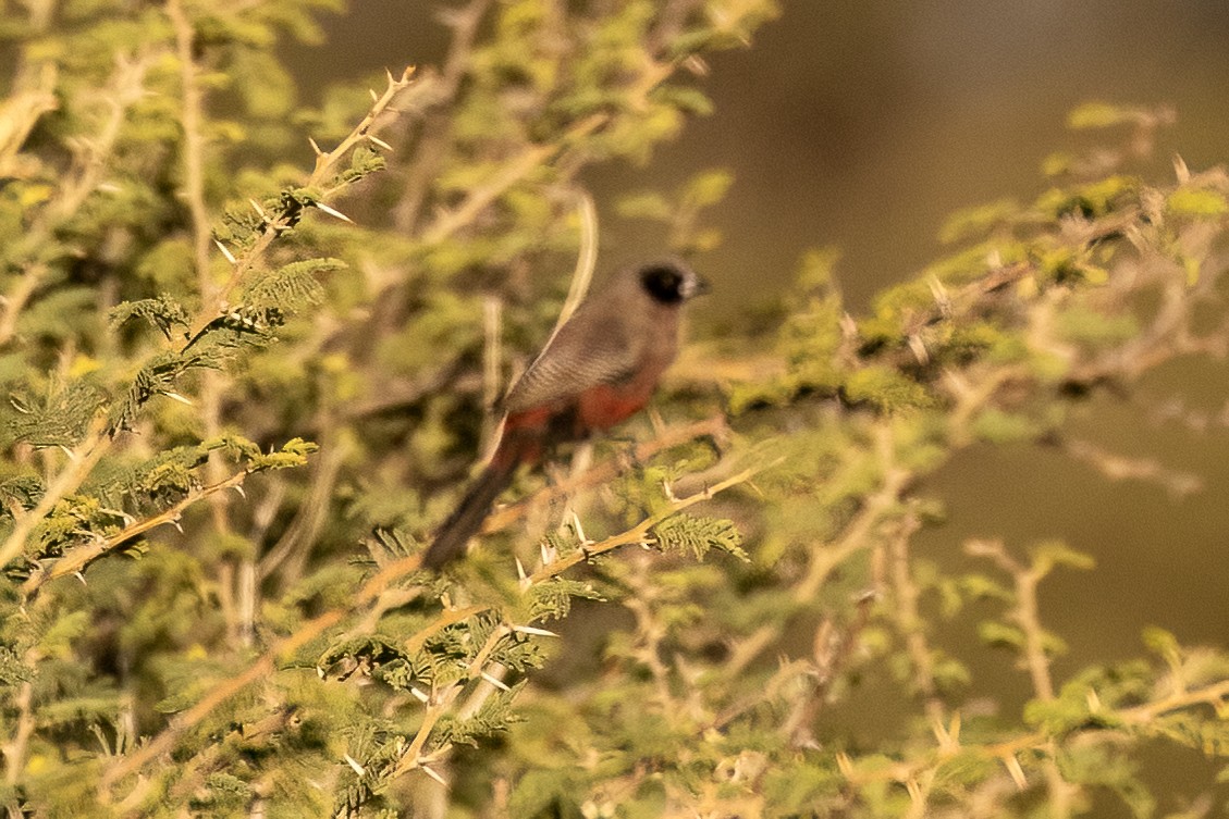 Estrilda Carinegra Sureña - ML619834552